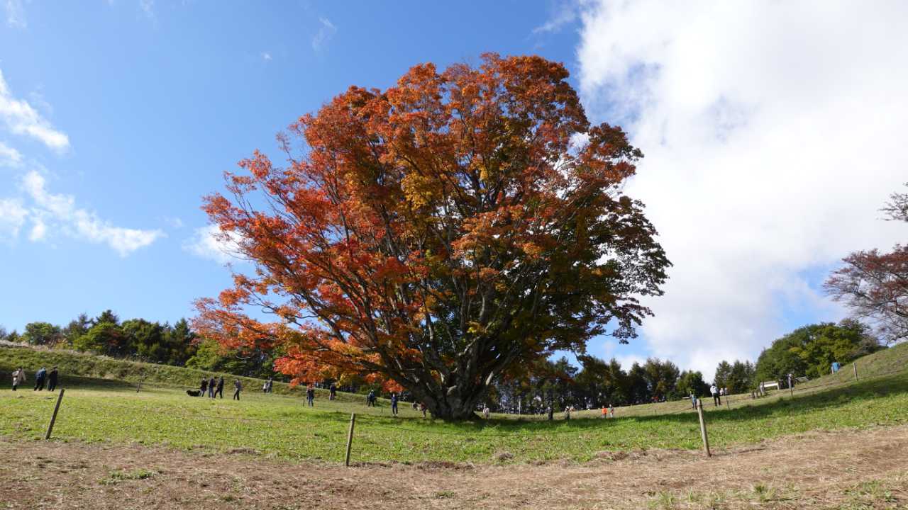 【池田町】樹齢約250年！大峰高原七色大カエデ